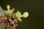 Coralberry